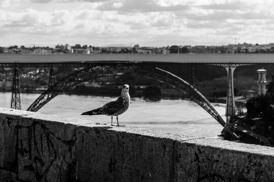 paisagens urbanas com p&aacute;ssaros