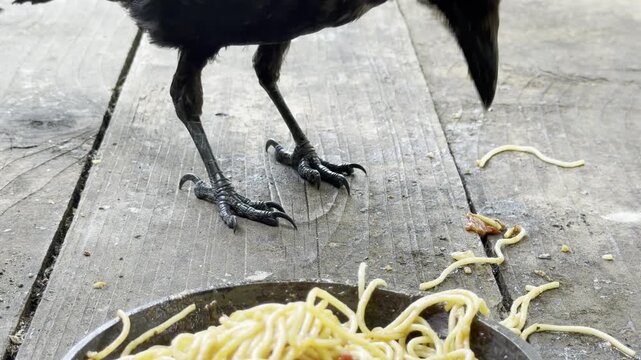  crow pulls strands of spaghetti from a pan
