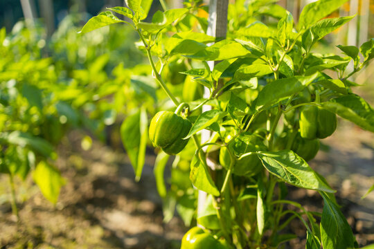 Close up of fresh organic sweet pepper ripening on a bush in greenhouse. Concept of home gardening, vegetable cultivation, farming and local autumn harvest.