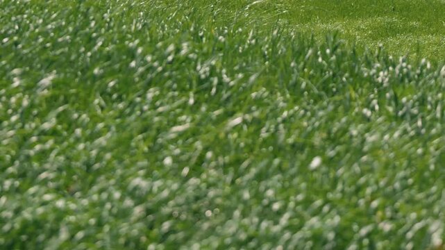 A long stretch of grassland swaying in the wind, with a grassy field in the background

