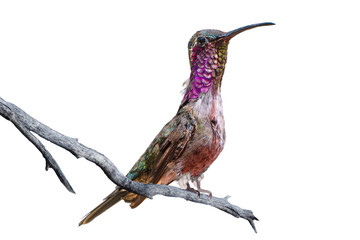 Naklejka premium Lucifer Hummingbird (Calothorax lucifer) Photo, Perched and Showing His Colors, Over a Transparent, Isolated PNG Background