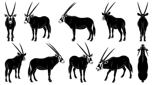 Gemsbok Oryx Black Silhouette Bundle Front, Three Quarter, Side, Rear and Top Down Views Isolated
