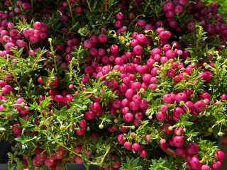 Obraz premium Gaultheria mucronata Pernettya mucronata prickly heath.