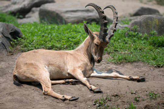 A Nubian ibex (Capra nubiana) resting on a patch of dirt.