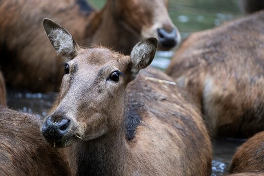 P&egrave;re David's Deer (Elaphurus davidianus) gathered together in water to avoid predators.
