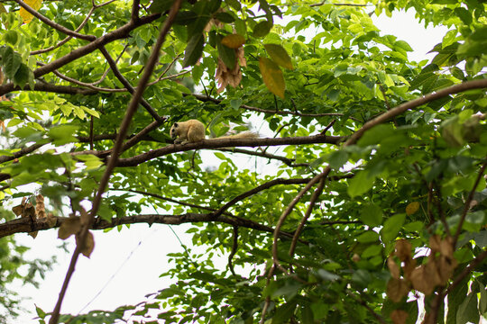 Small cream-colored Finlayson's squirrel perched on a tree branch among dense green leaves in a public park in Bangkok, Thailand. Tropical wildlife nature and urban park ecology
