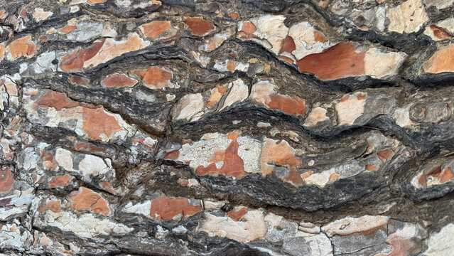 close-up of tree bark in a natural outdoor setting with brown and gray tones, textural and natural aesthetic, editorial and educational use cases in nature photography.
