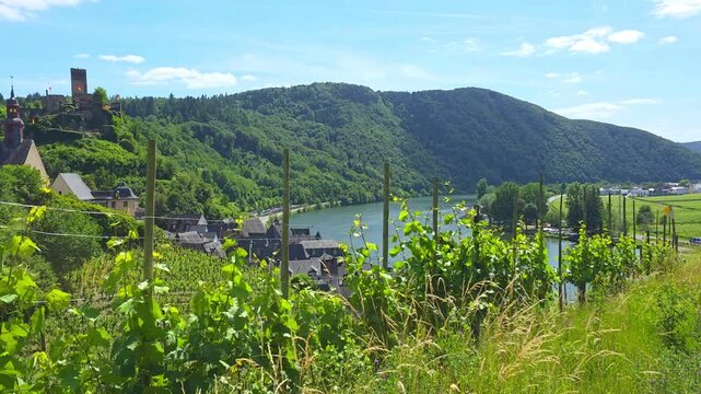 Slow walking motion over the beautiful green vineyards of the Mosel river valley of Germany and the village of Beilstein during summer