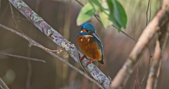 Common kingfisher, Alcedo atthis, perching on a mossy tree branch in a natural forest environment, hunting behavior, wildlife photography.