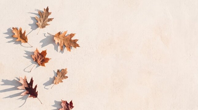 Minimalist flat lay of dried autumn leaves with long shadows on beige backdrop
