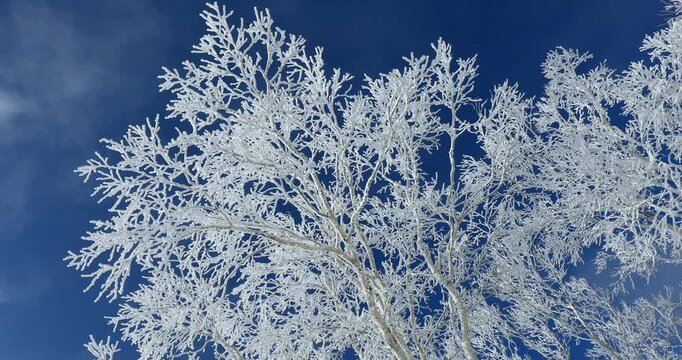 霧氷の阿寒の森