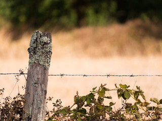 vieux piquet © EXCLUSIF ADOBE STOCK