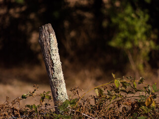 vieux piquet © EXCLUSIF ADOBE STOCK