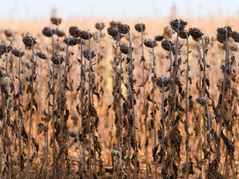 tournesols fan&eacute;s