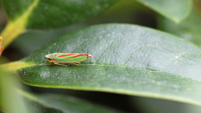 rhododendron cicada