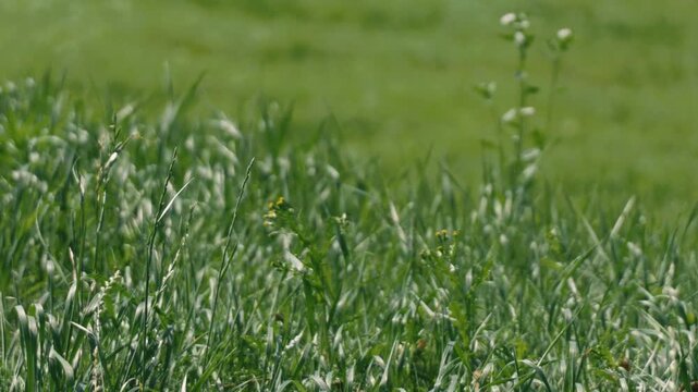 A long stretch of grassland swaying in the wind, with a grassy field in the background

