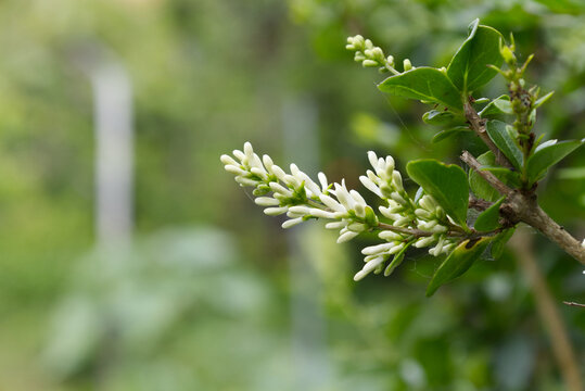 White privet blossoming in spring garden close up