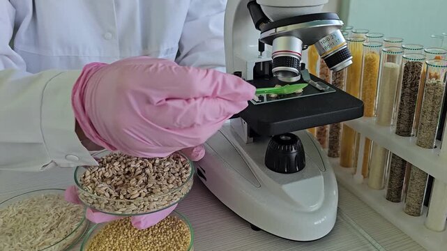 Microscope examination of grains and seeds in a laboratory setting