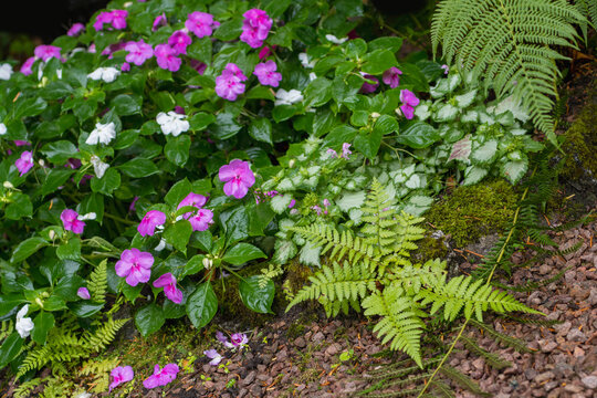 Blumenbeet bei Regen mit Bl&uuml;ten und Farn in Draufsicht Sommer Fr&uuml;h