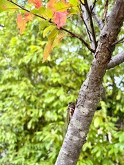 Obraz premium Cicada on a tree trunk with autumn leaves
