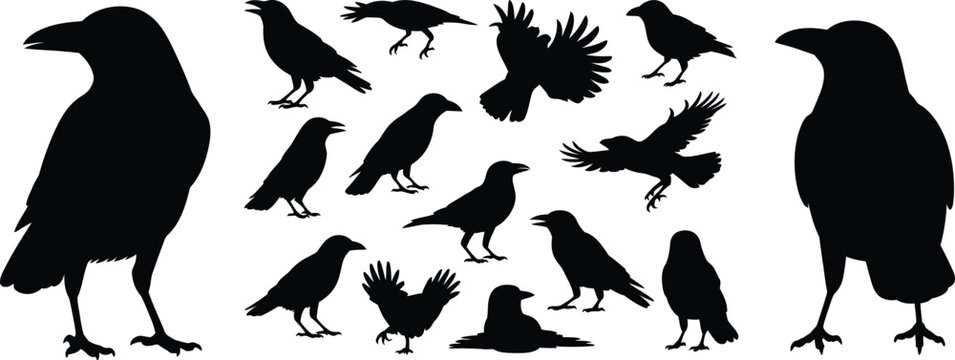 A collection of black silhouettes of ravens and crows in various poses, including standing, flying, and perched, isolated on a white background, for nature