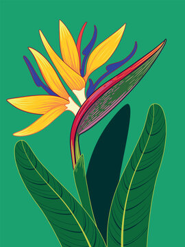 Bright fashionable modern poster with  strelizia flower and leaves on a green background. Сontemporary expressive trendy style. Handmade drawing vector illustration. Can be used to make books, banners