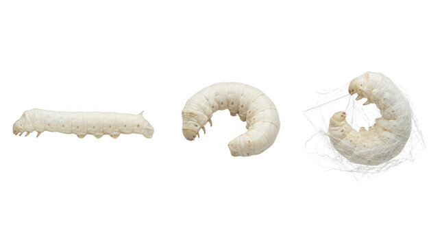 Detailed png illustration of the life cycle stages of a silk moth caterpillar and its cocoon formation
