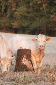 rench countryside cattle in peaceful summer pasture