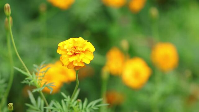 close up flowerbed full of yellow-orange tagetes, orange-red blossoms of a tagetes flower, blossoms wet from the rain, gently blowing in the wind, green background, tagetes