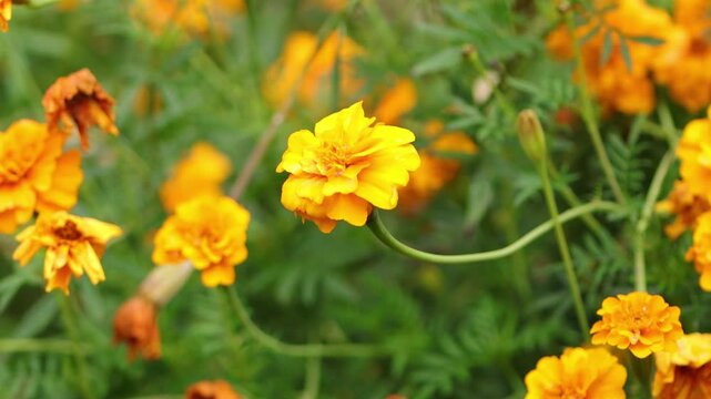 A flowerbed full of yellow-orange tagetes, orange-red blossoms of a tagetes flower, blossoms wet from the rain, gently blowing in the wind, green background, tagetes