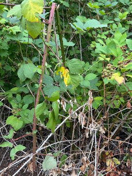Blackberries growing in the woods