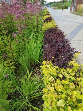 Colorful flower beds in a landscaped pathway with greenery  