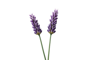 Fototapeta premium Pair of purple lavender flower spikes on green stems