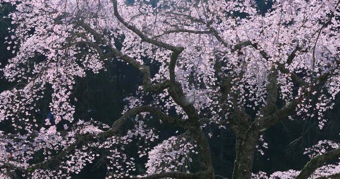 身延山のしだれ桜
