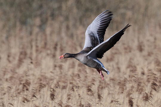 Greylag goose (Anser anser)