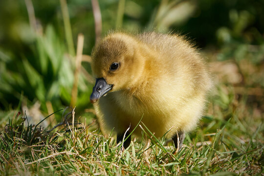 Greylag gooseling (Anser anser)