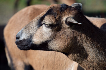 A close-up of a sheep standing in a flock. The animal has short brown fur. © leopictures