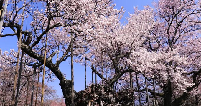 山高神代桜