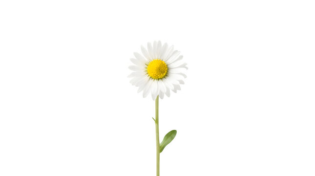 A single beautiful daisy flower with a bright yellow center and white petals isolated on transparent background