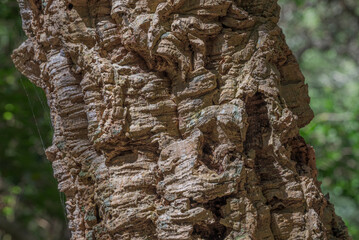 Close-up detail of the textured bark of a cork oak, Quercus suber, covered with lichens in Los Alcornocales Natural Park, Cadiz, Spain © ihervas