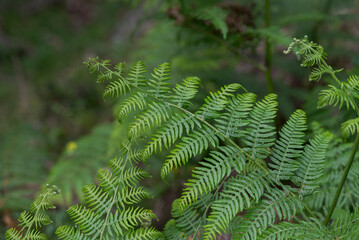 Detailed view of a bracken fern frond, Pteridium aquilinum, in the humid understory of Los Alcornocales Natural Park, Cadiz, Spain © ihervas