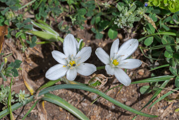 White star-shaped flowers of Ornithogalum baeticum growing in Mediterranean grassland in Los Alcornocales Natural Park, Cadiz, Spain © ihervas