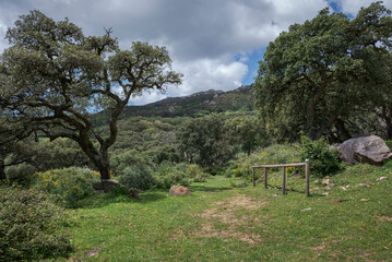 Cork oak forest in Los Alcornocales Natural Park, Cadiz, Spain. Mediterranean woodland with Quercus suber trees, rocky terrain and green shrubs under a bright blue sky with scattered clouds © ihervas