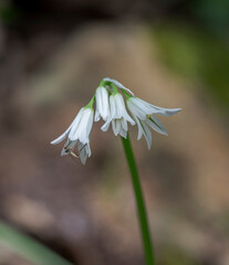 Close-up of the delicate white flowers of three-cornered leek, Allium triquetrum, in the shaded understory of Los Alcornocales Natural Park, Cadiz, Spain © ihervas