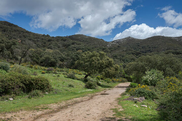 Gravel road winding through cork oak forest in Los Alcornocales Natural Park, Cadiz, Spain. Mediterranean landscape with green vegetation, hills and clouds under a bright blue sky © ihervas