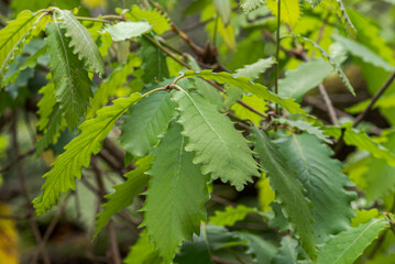 Fresh spring leaves of Quercus canariensis illuminated by sunlight in the understory of Los Alcornocales Natural Park, Cadiz, Spain © ihervas