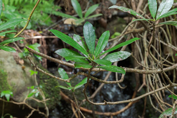 Close-up of Rhododendron ponticum leaves in the humid woodland of Los Alcornocales Natural Park, Cadiz, Spain, showing evergreen foliage in a shaded forest habitat © ihervas