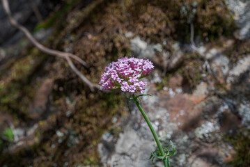 Close-up of Centranthus macrosiphon pink flowers blooming on a slender stem in Los Alcornocales Natural Park, Cadiz, southern Spain. © ihervas