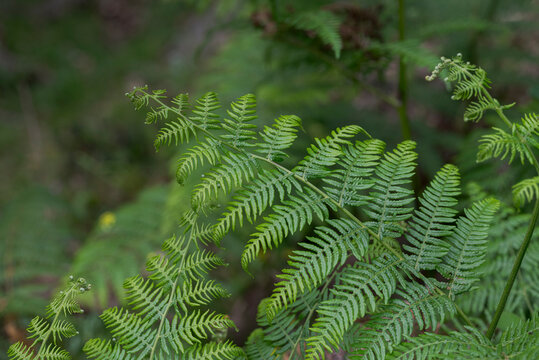 Detailed view of a bracken fern frond, Pteridium aquilinum, in the humid understory of Los Alcornocales Natural Park, Cadiz, Spain