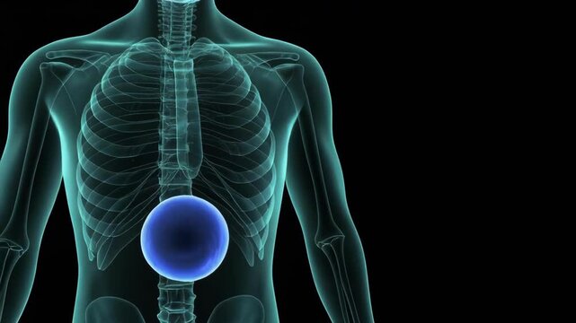 Thoracic Duct Lymphatic Peristaltic Wave Dropout in Isolated CGI for Medical Education